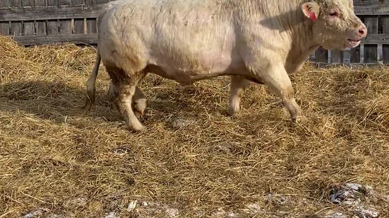 RPH 151G VIDEO